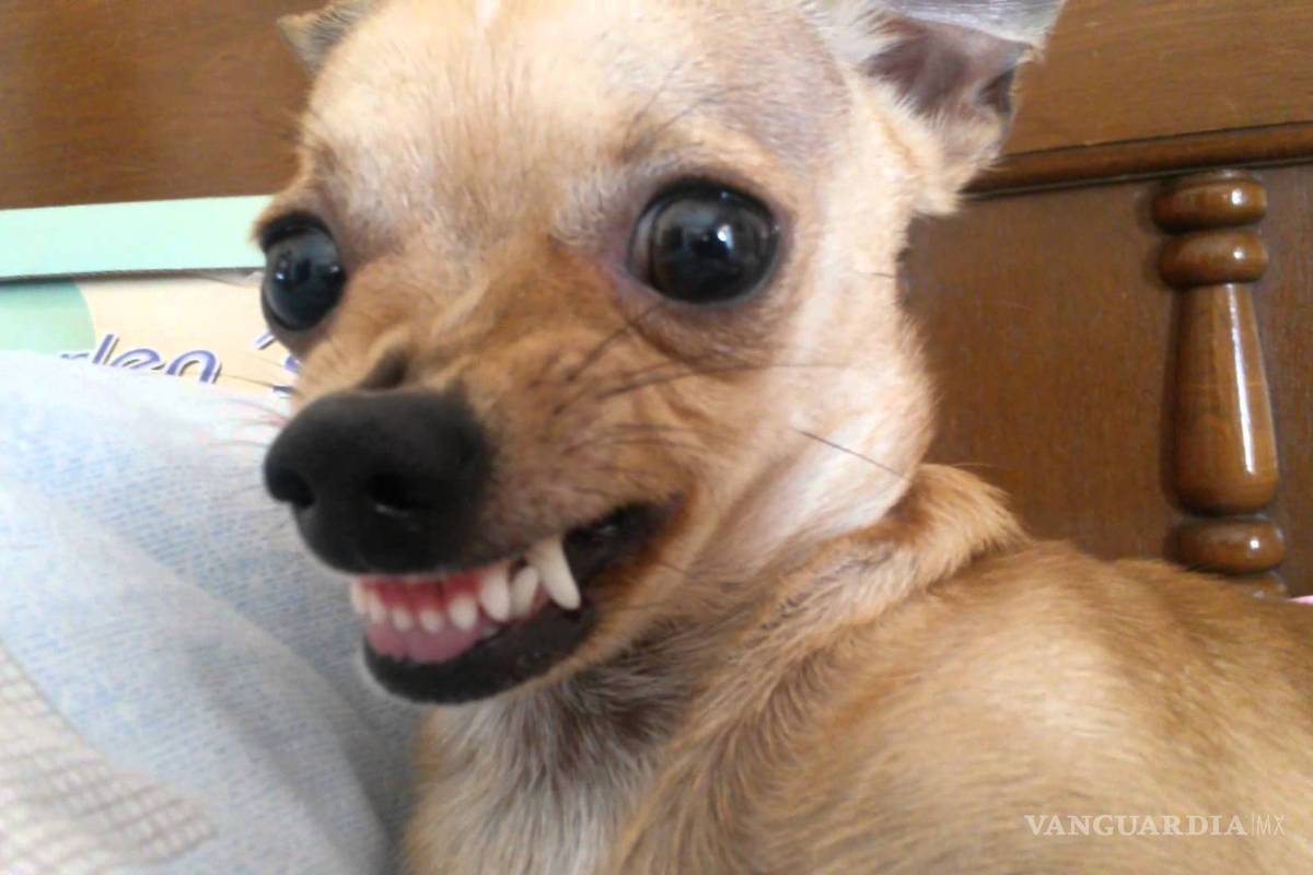 Son los chihuahua y no los pitbull los perros más agresivos