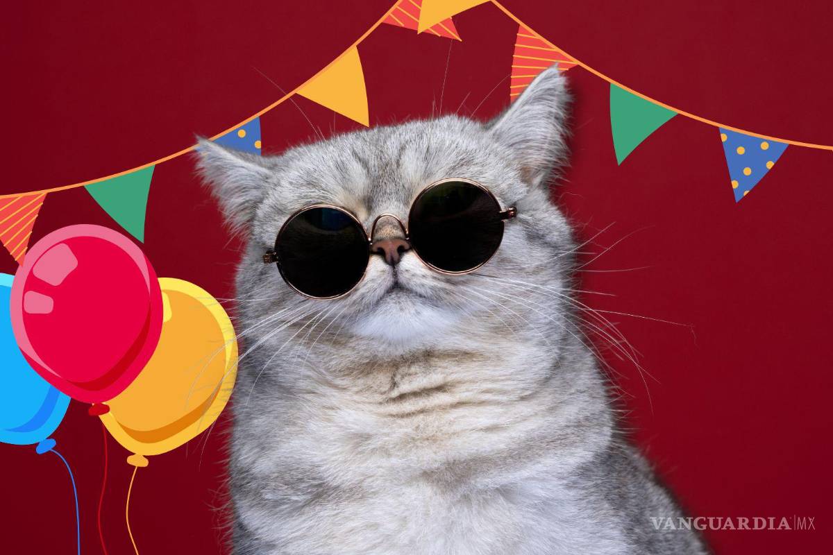 ¿Cuándo es el verdadero Día Internacional del Gato? No te pierdas de celebrar a tu ‘michi’