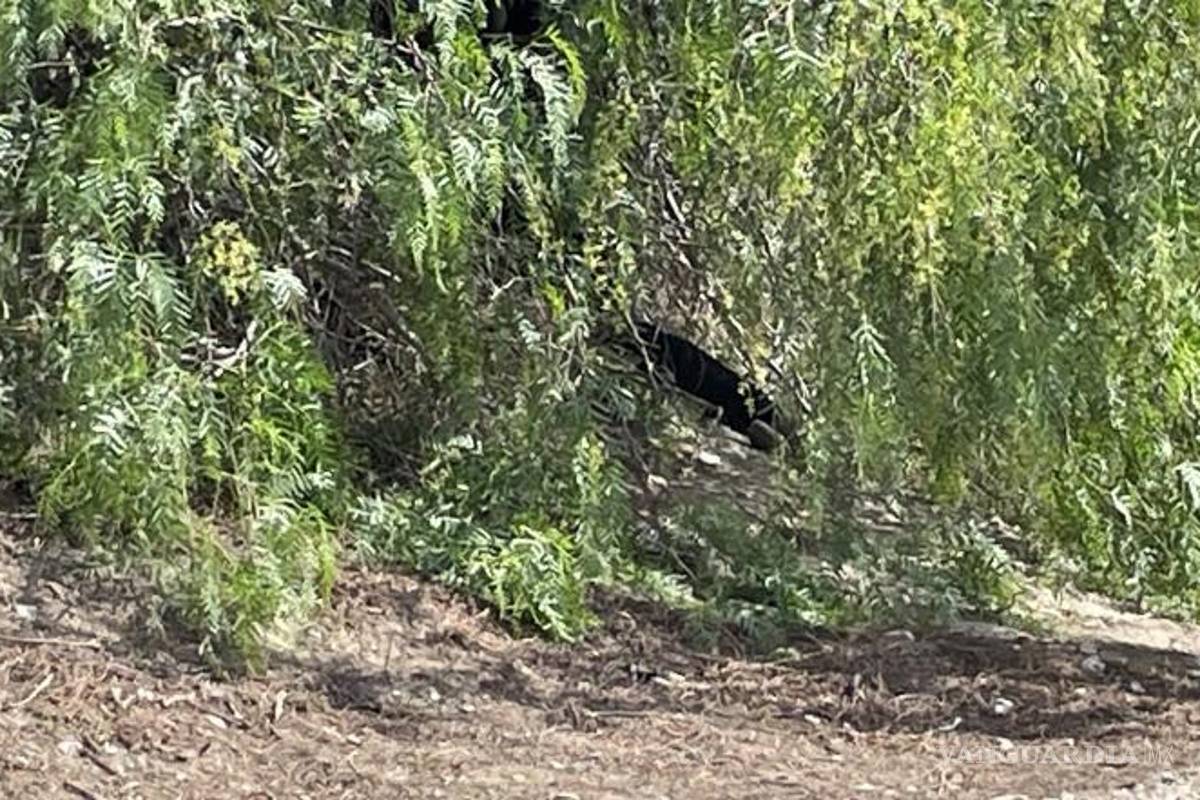 $!Los niños contaron a sus padres lo que habían visto: una mujer vestida de negro que había atado una cuerda a su cuello para poner fin a su vida.