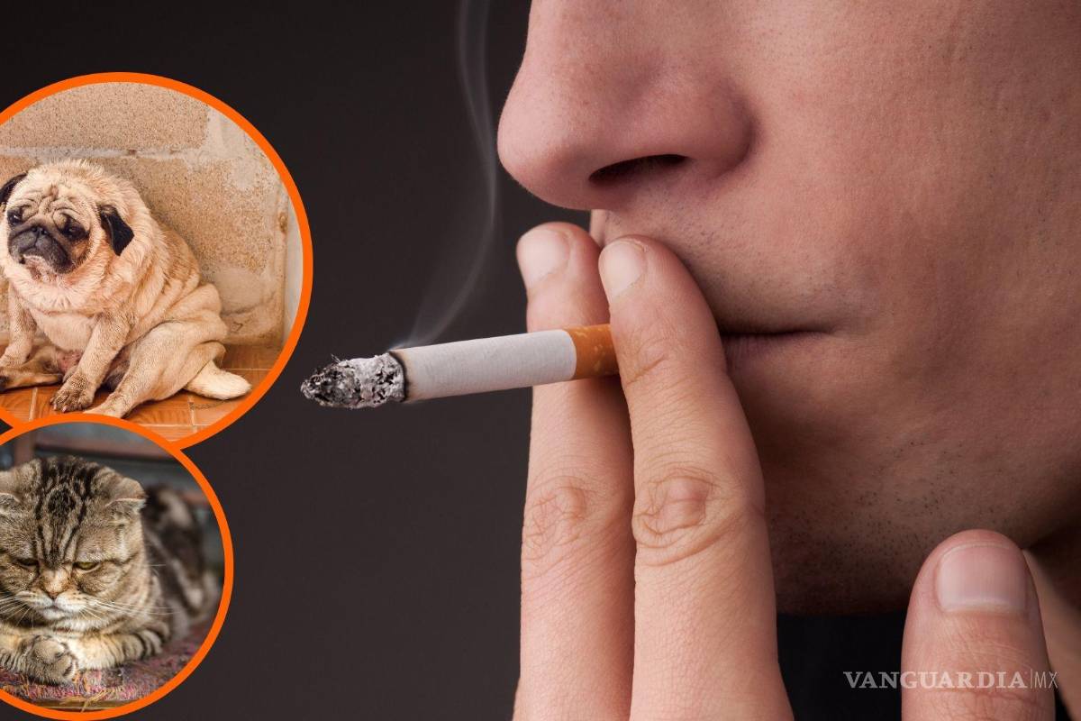 Coahuila: ¿Necesitas motivos para dejar de fumar? Así es como el humo afecta a tus mascotas