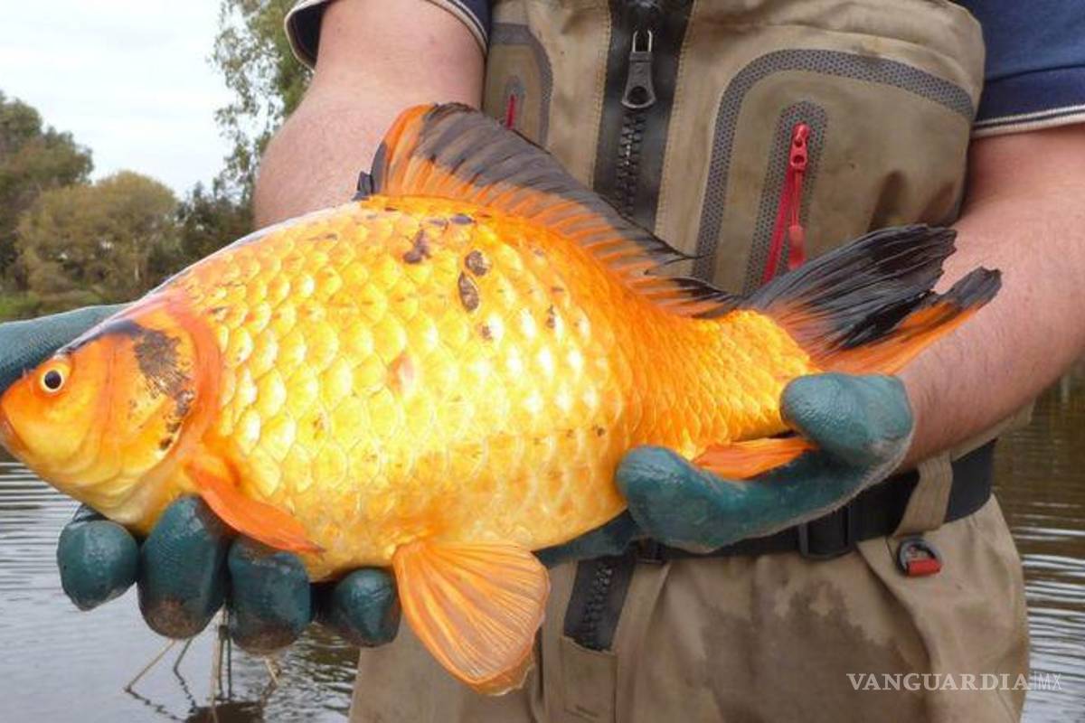 El peligro de liberar peces dorados al mar