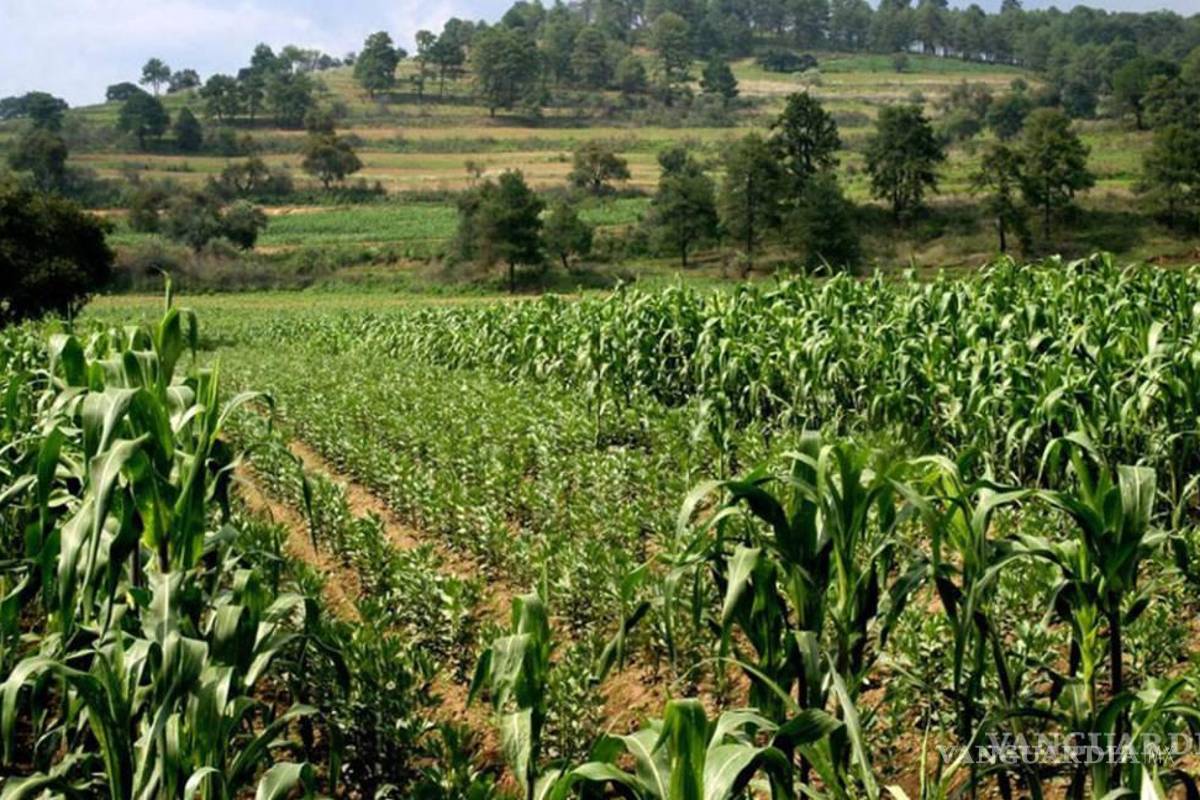 Gobierno Federal ignora al campo de Coahuila, expresa UNTA de Saltillo