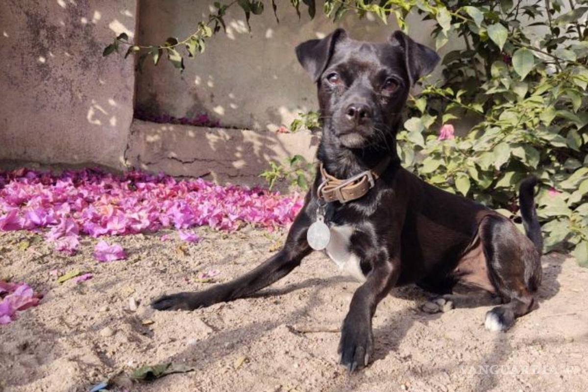 Ayuda a ‘Naila’ a regresar a casa; se extravió en la colonia Landin