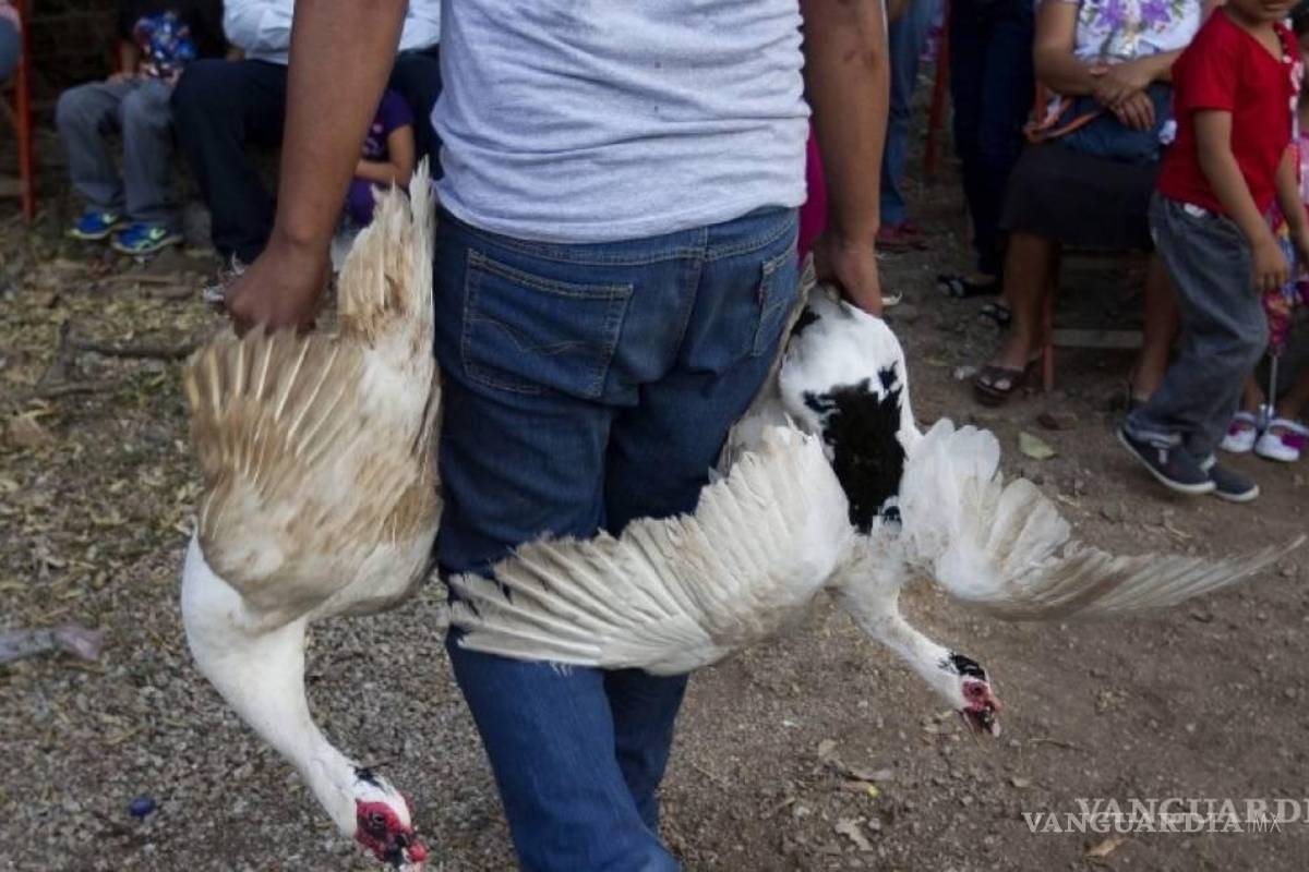 SCJN determina que uso de animales para ritos es crueldad animal; debe ser sancionado