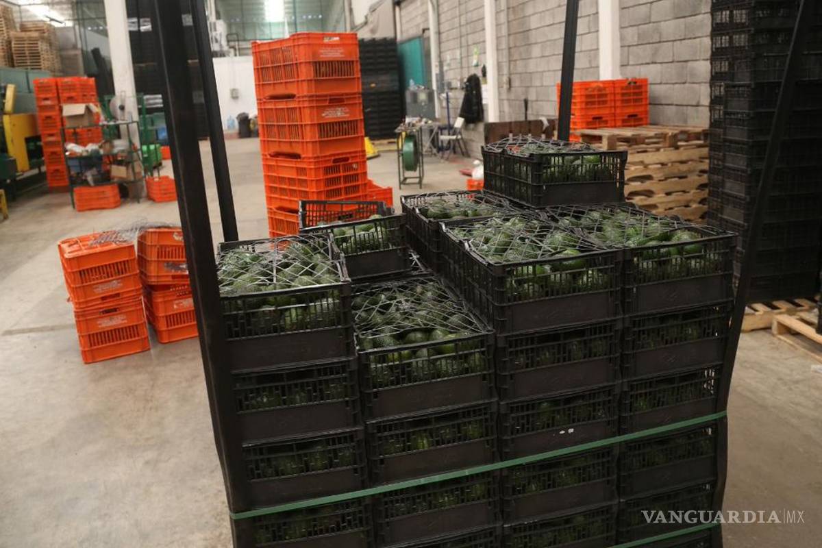 Aguacateros de Michoacán, en jaque por delincuencia