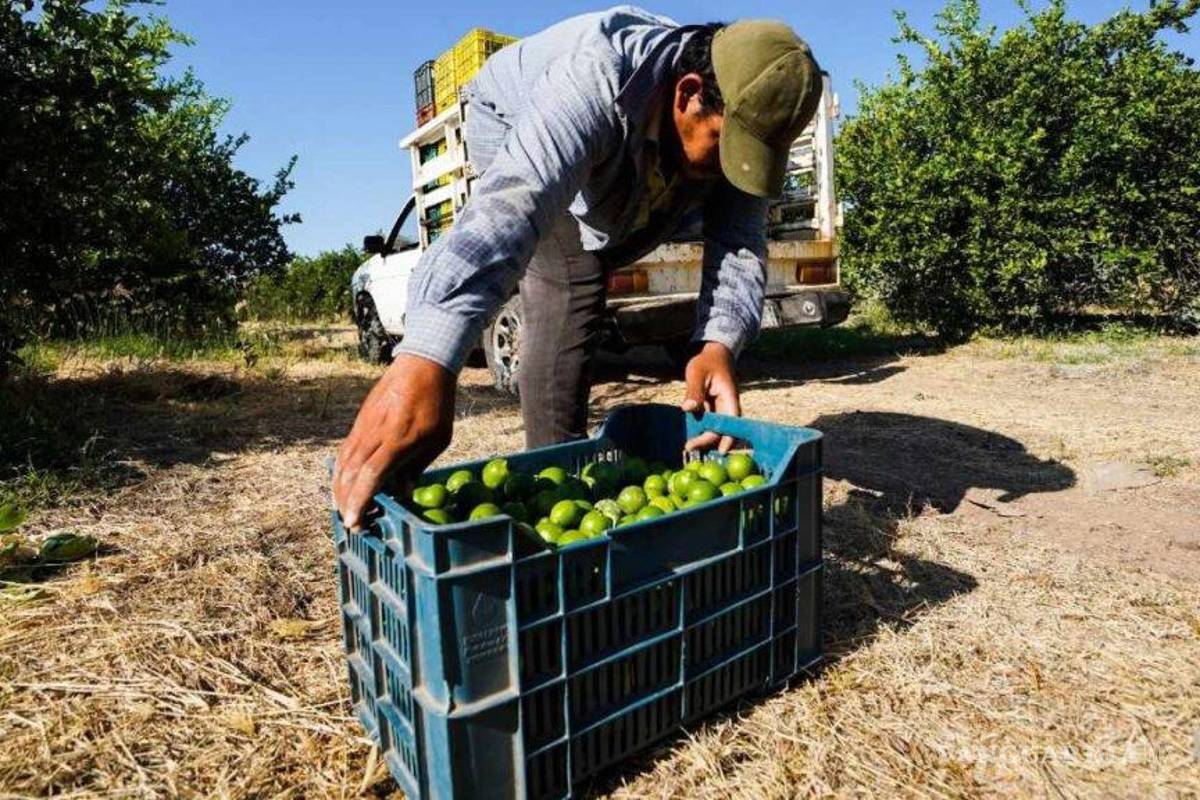 Líder limonero asesinado: ‘El Botox’ y Los Blancos de Troya bajo la mira de la Fiscalía