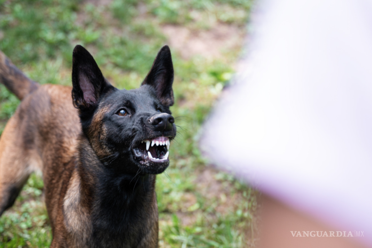 Si tiene un perro bravo debe contratar seguro contra daños a terceros: Diputado coahuilense