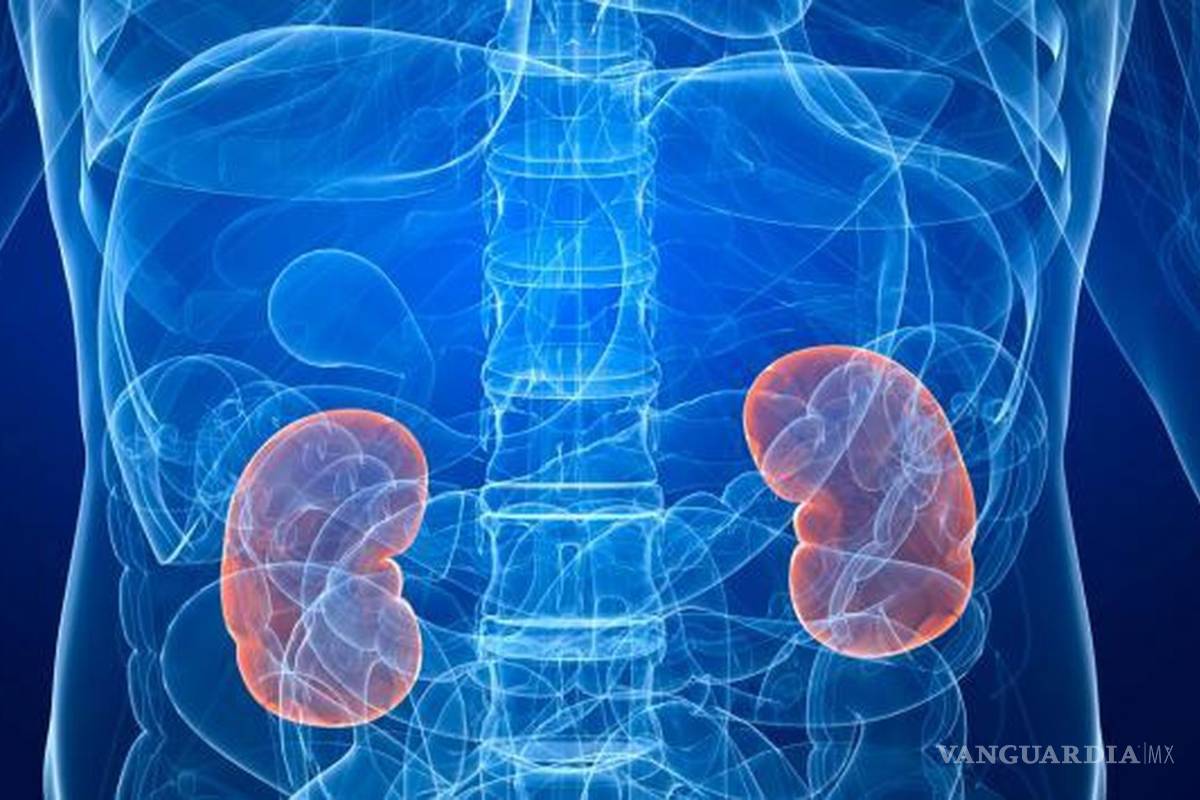 Detectan insuficiencia renal con un algoritmo