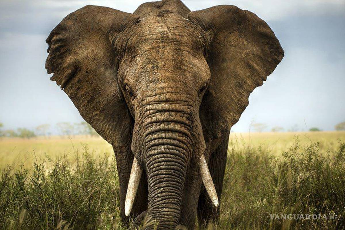 $!El top 10 de los animales más letales del mundo... el número 1 te sorprenderá