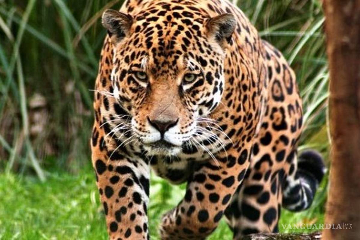 Si el Tren Maya no cumple ley ambiental la mitad de la población de jaguares está en riesgo