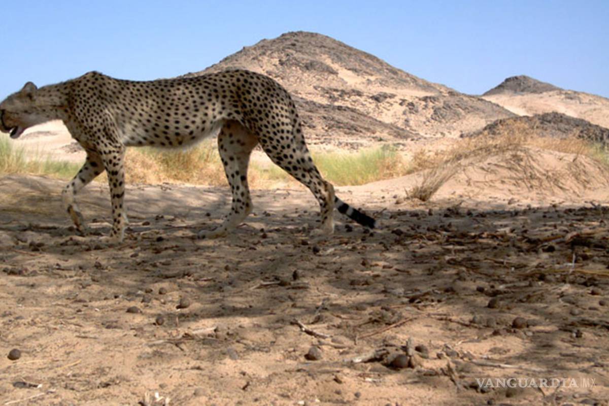 Avistan por primera vez en 10 años en Argelia un "guepardo del Sahara"