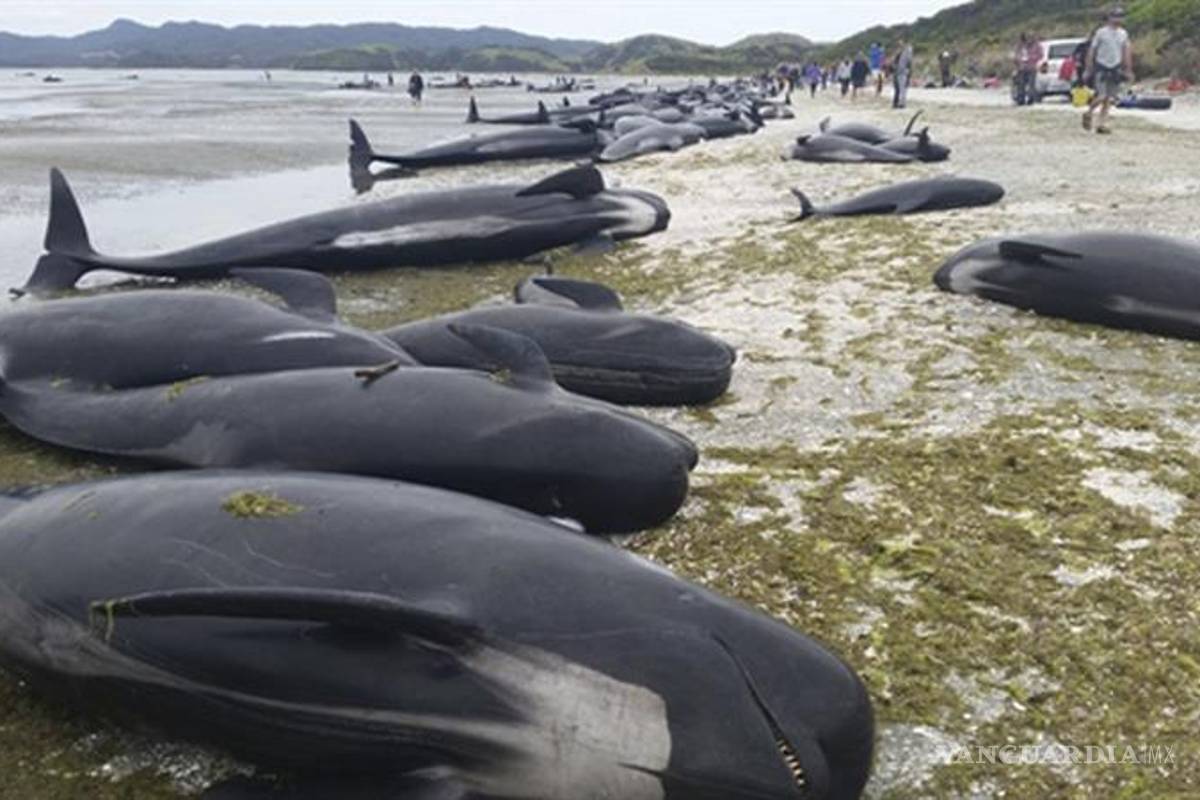 Mueren cerca de 300 ballenas piloto varadas en Nueva Zelanda
