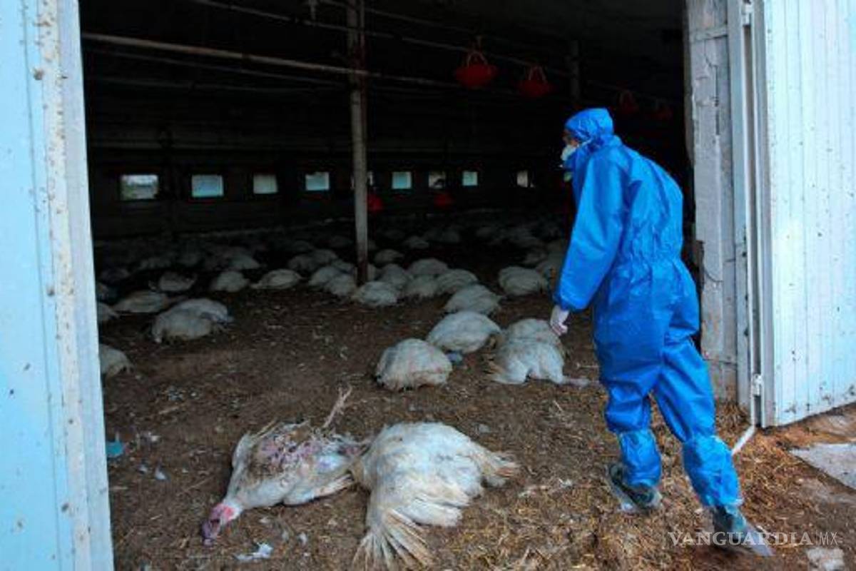 Confirman en Nueva York casos de gripe aviar; sacrifican 15 mil 200 para evitar que crezca