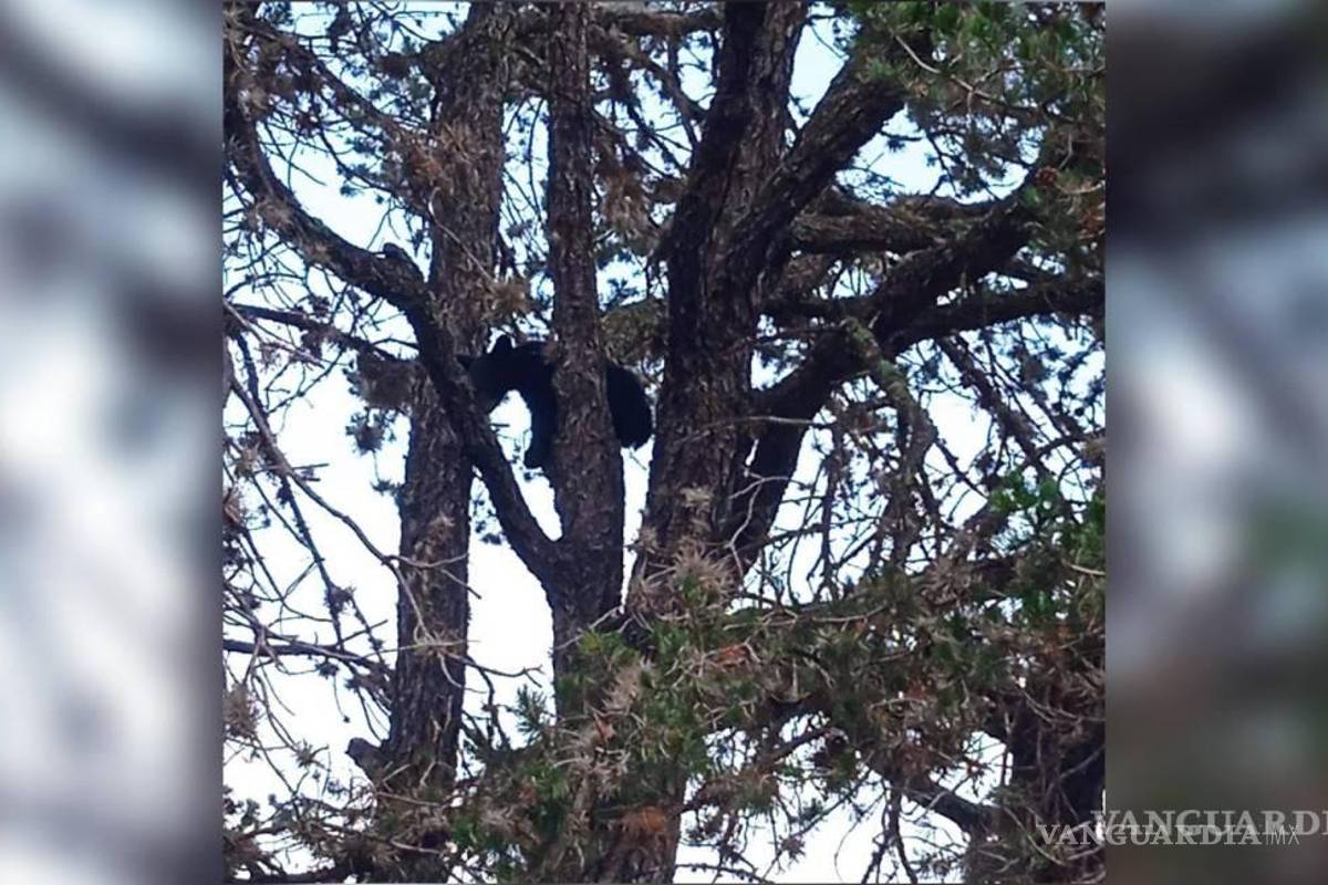 $!El oso fue visto en la cima de un árbol y se pidió a las personas retirarse del sitio.
