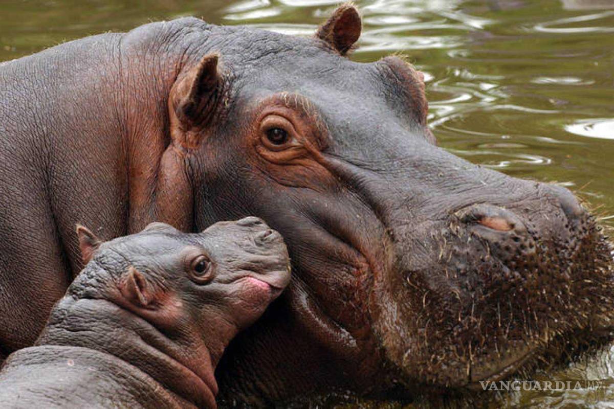 Descendientes de los Hipopótamos de Pablo Escobar tendrán nuevo hogar en el Santuario Ostok en Culiacán