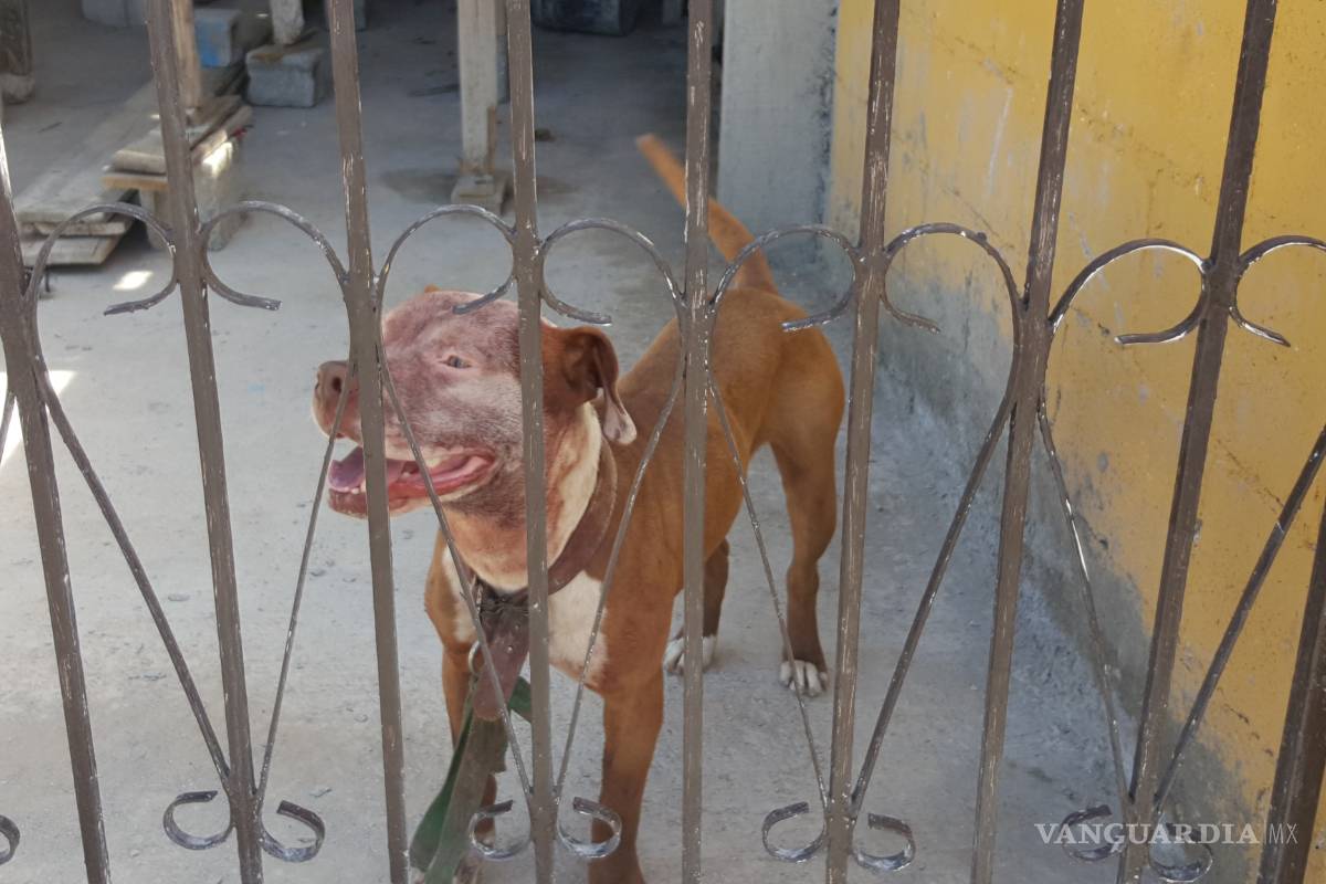 Sacrificarán a perro pitbull que mató a niño en Monclova