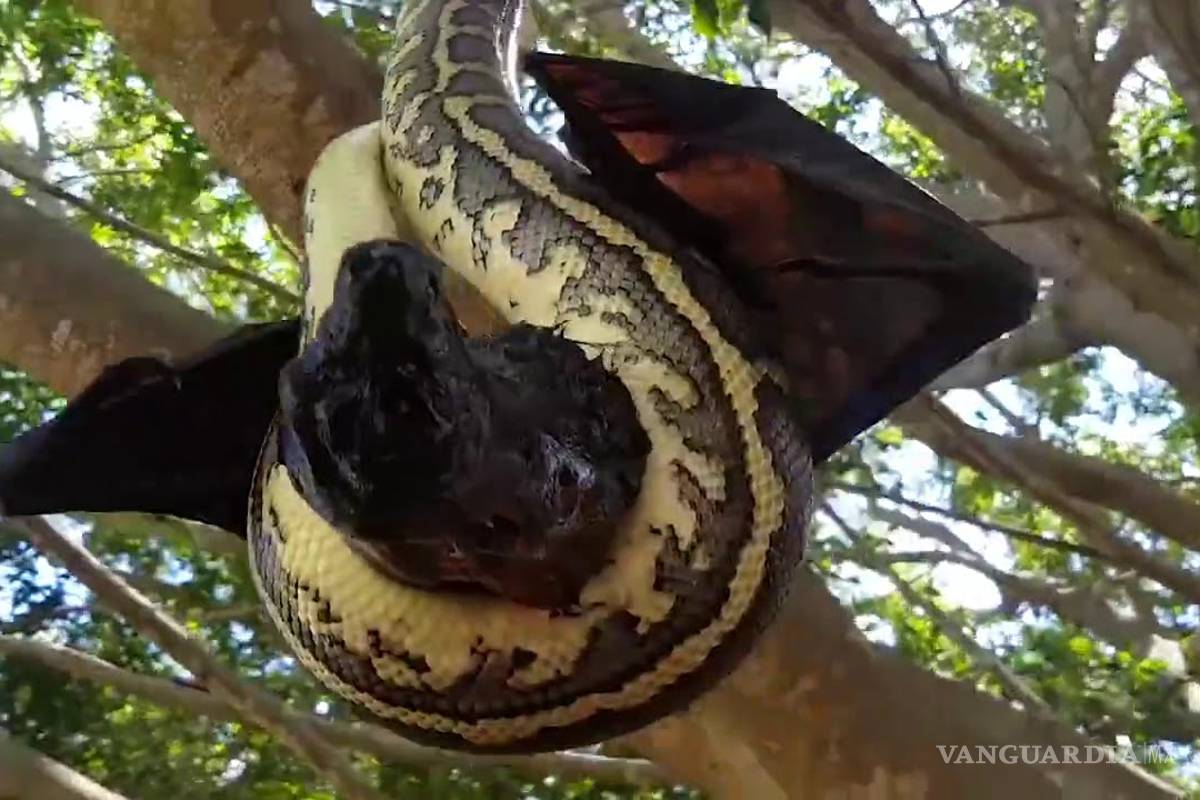 ¿Murciélago o serpiente?: uno de estos animales inició el coronavirus