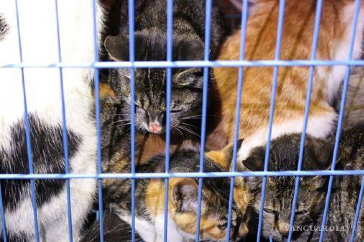 Detectan un ‘gran número de gatos infectados con gripe aviar’ en Polonia, alerta la OMS