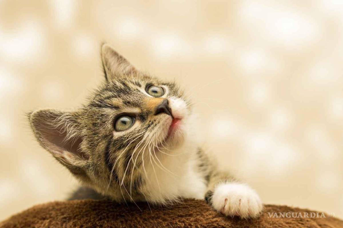 Día del Gato: inflación alcanza a mascotas y encarece alimento felino