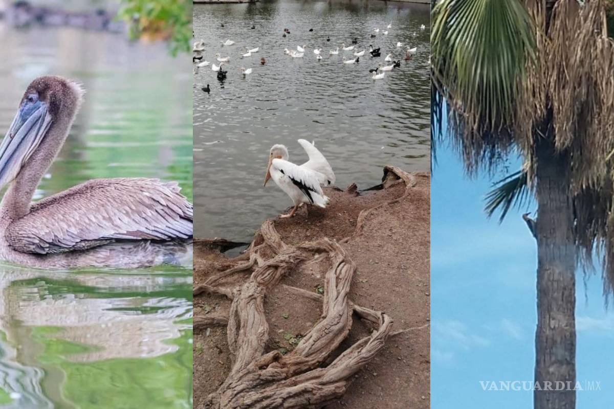 ¿Un pelícano? ¡Varios! La Ciudad Deportiva de Saltillo es un sitio que suelen visitar