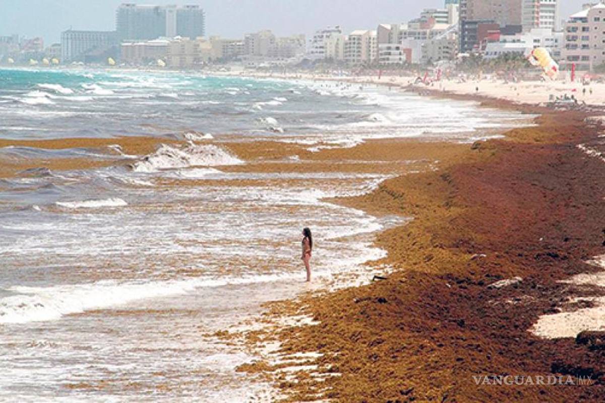 Mancha de sargazo más grande que Cozumel, está a punto de llegar a Cancún