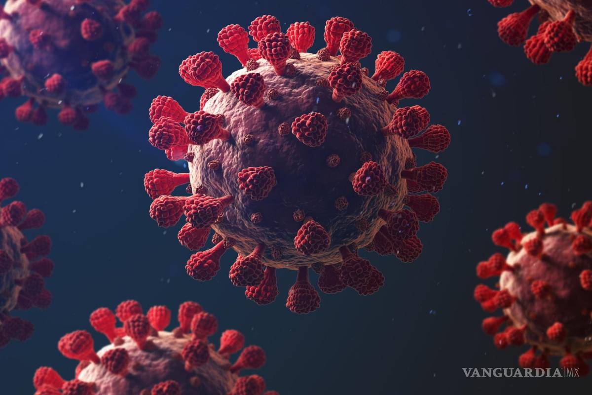 ¿Qué es NeoCoV, la nueva cepa de coronavirus?