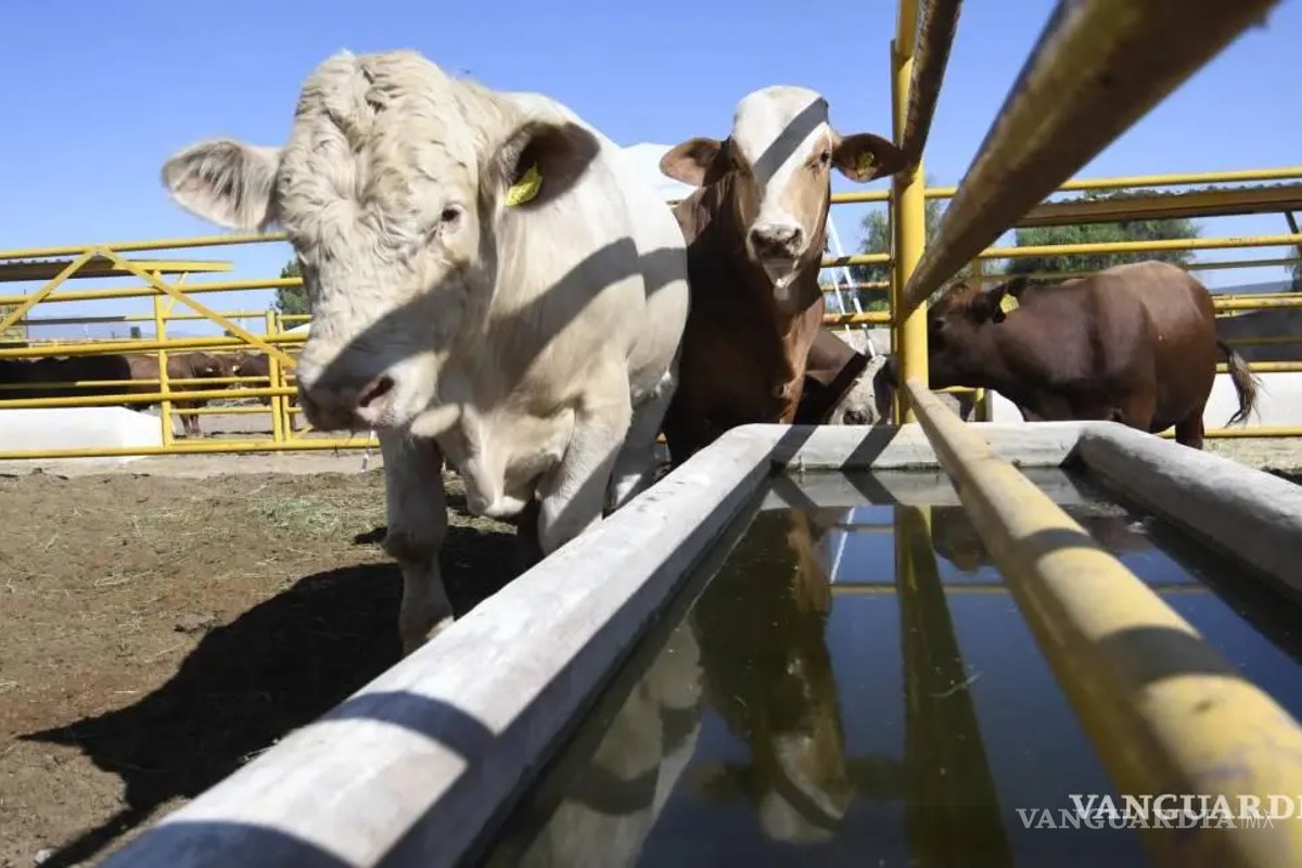 Ganaderos de Coahuila, NL y Chihuahua libres de gusano barrenador; piden más esfuerzo para frenar plaga