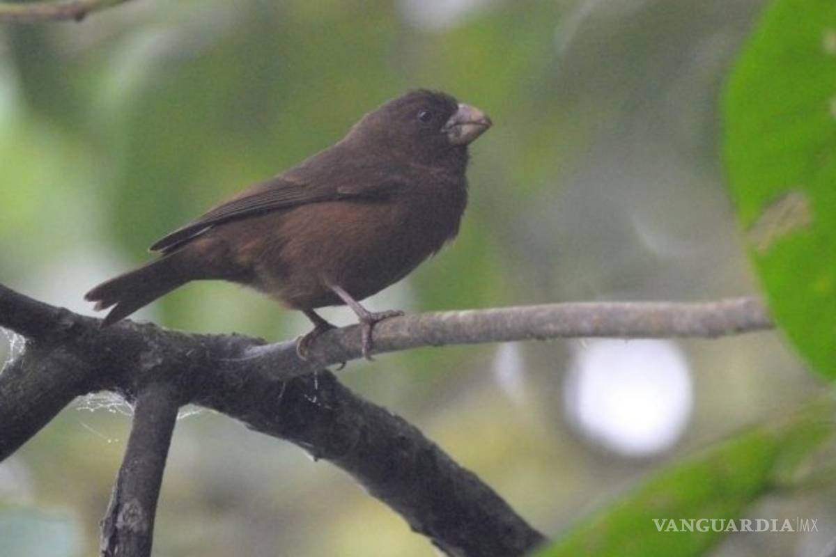 El mayor canario del mundo mide 20 centímetros