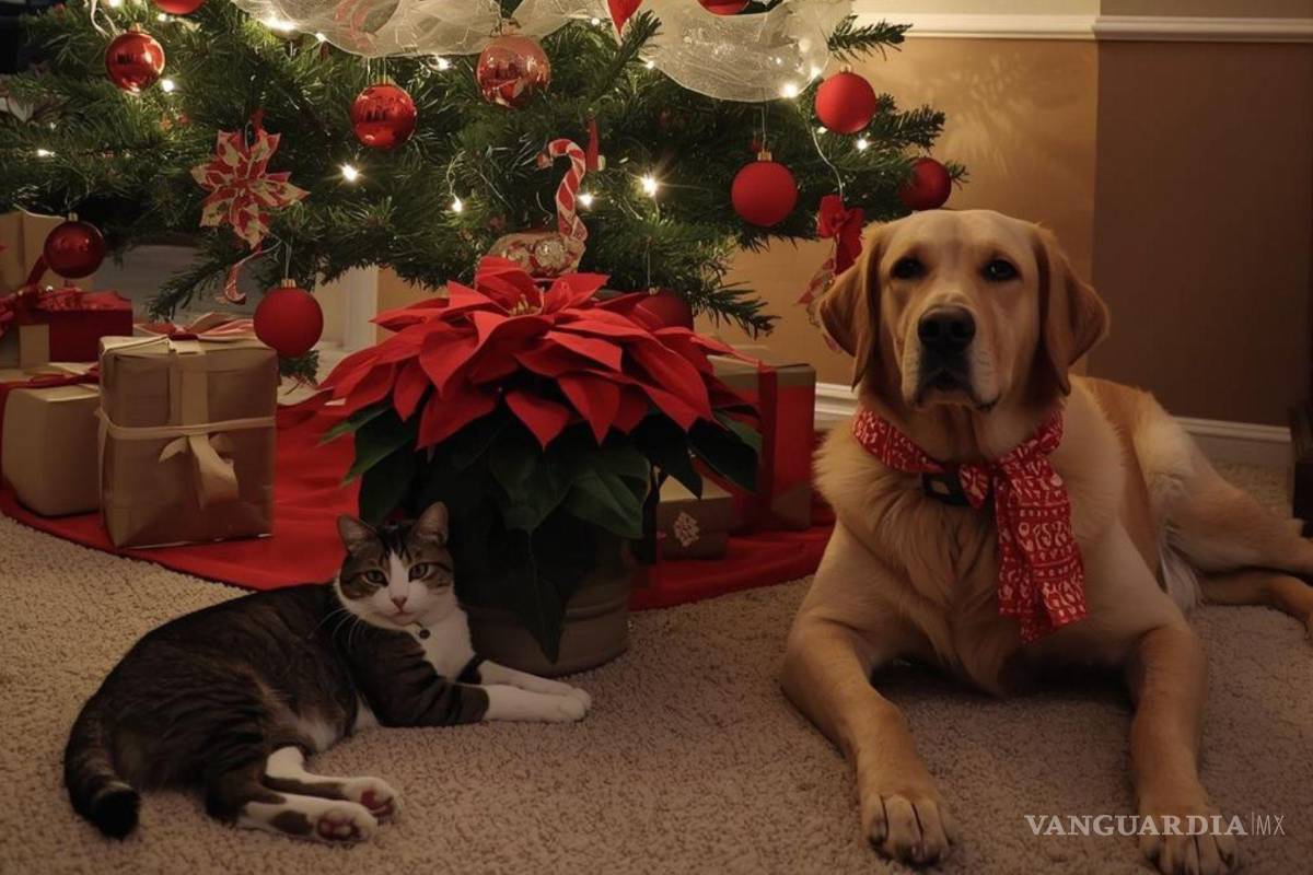 La Nochebuena es tóxica para gatos y perros: Conoce AQUÍ los síntomas
