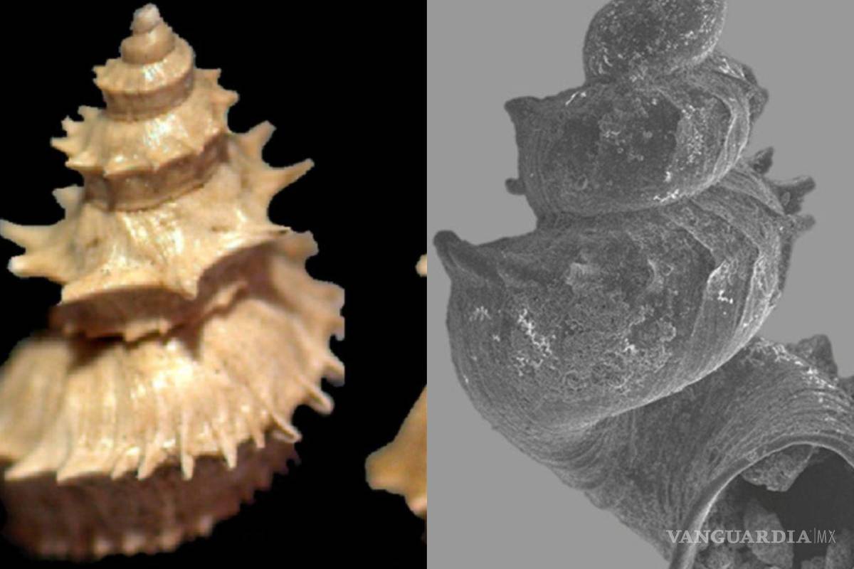 ¿Jurassic quién? Descubren en Viesca, Coahuila, dos caracoles de agua dulce con características casi marinas