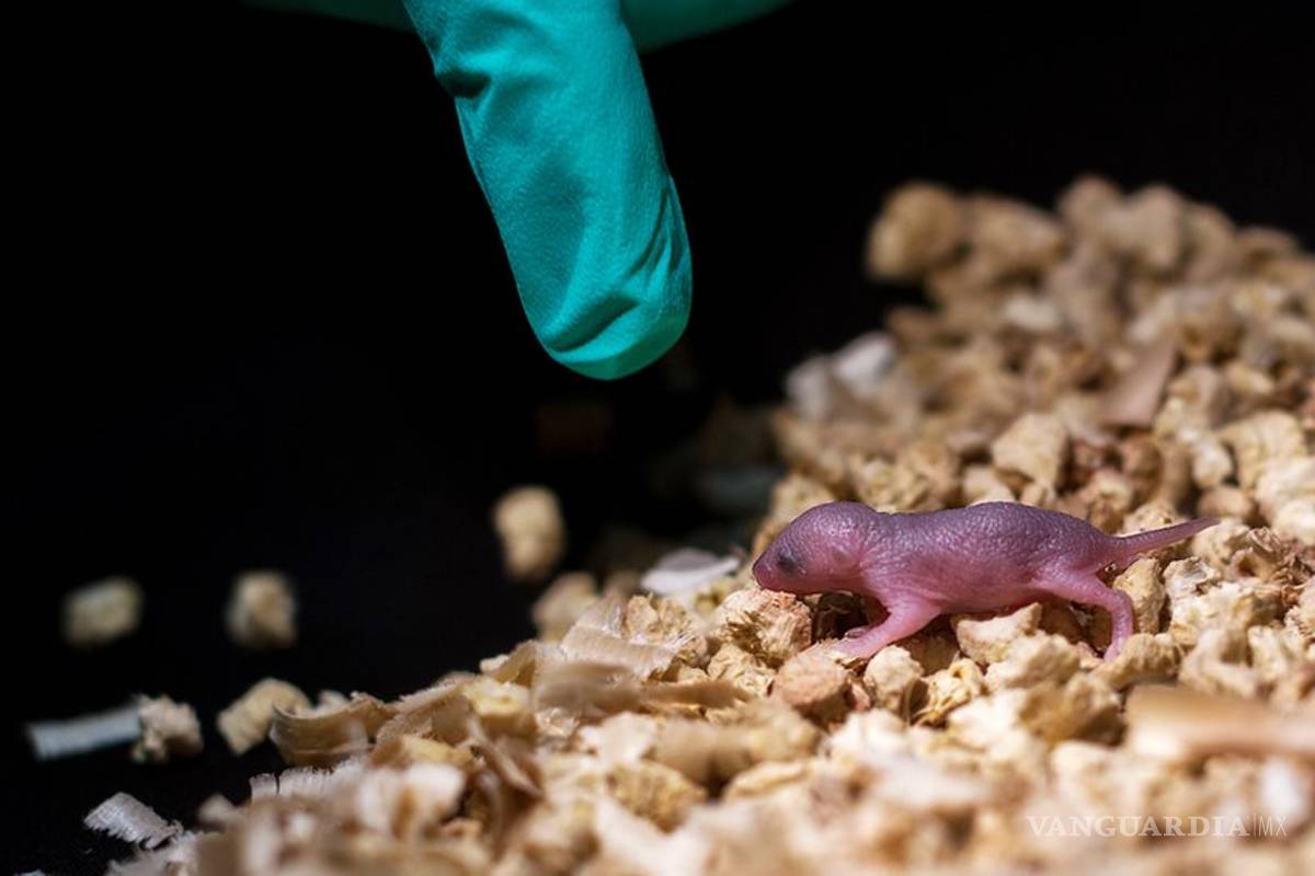 $!Logran que dos ratonas tengan crías, rompiendo reglas de la reproducción
