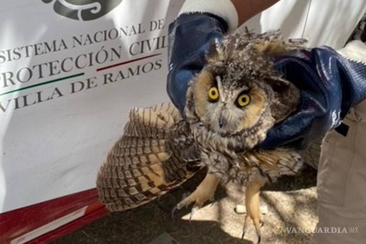¡Creían que era una Bruja!...Profepa rescata a búho agredido en San Luis Potosí