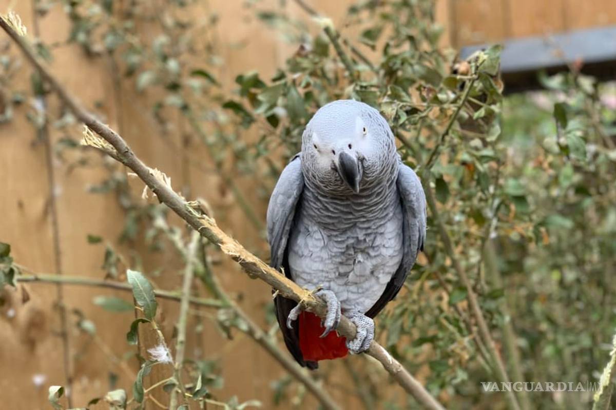 Aíslan a cinco loros en zoológico de Inglaterra por 'insultar' a visitantes