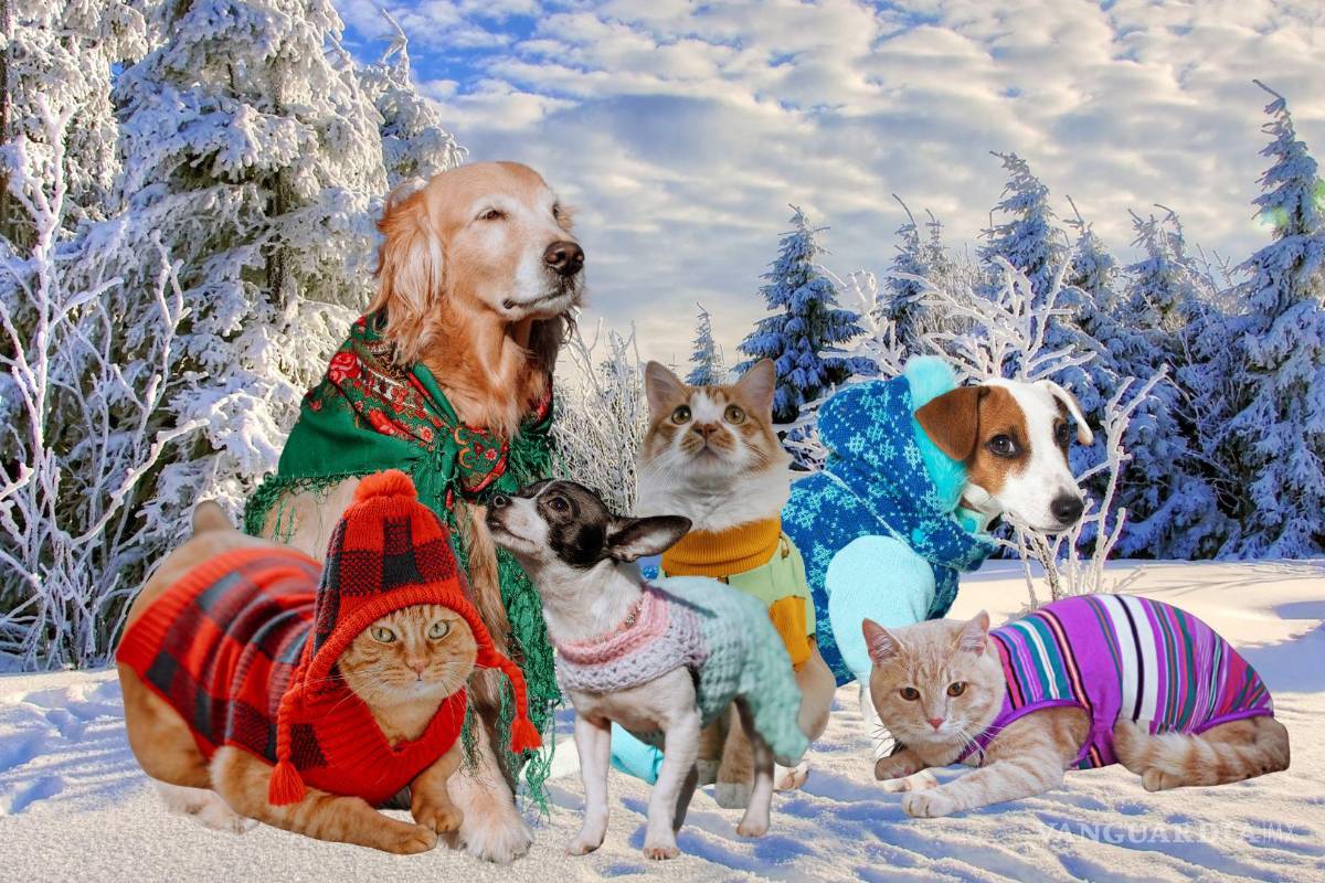 ¡Mucho cuidado! Estos son los beneficios y riesgos de ponerle suéteres a las mascotas en invierno
