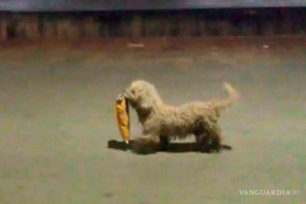 Le regalan croquetas y papas a perrito 'saqueador'