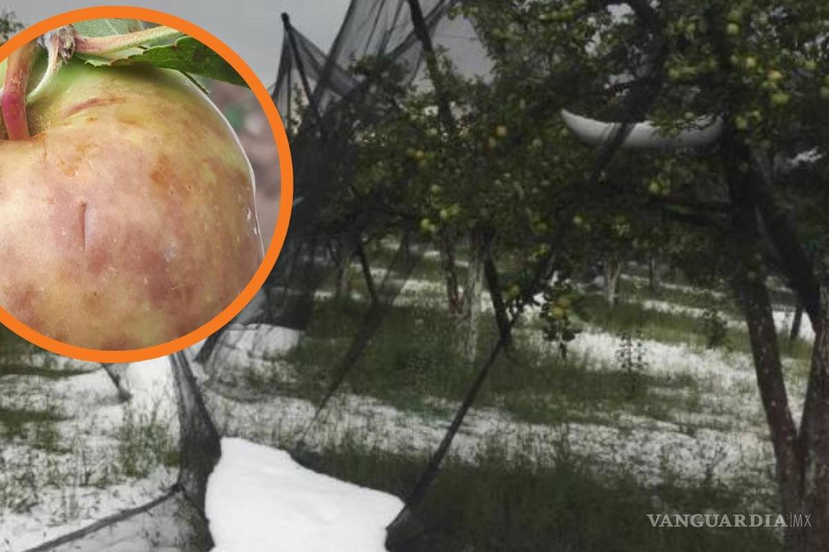 Afecta granizo 70 hectáreas de manzanos en Arteaga, pero comunidad agradece la lluvia