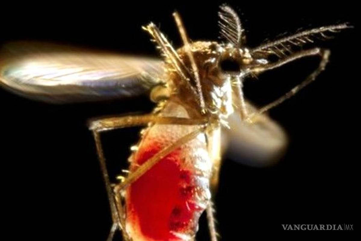 Se confirman 15 casos de zika en México: Secretaría de Salud