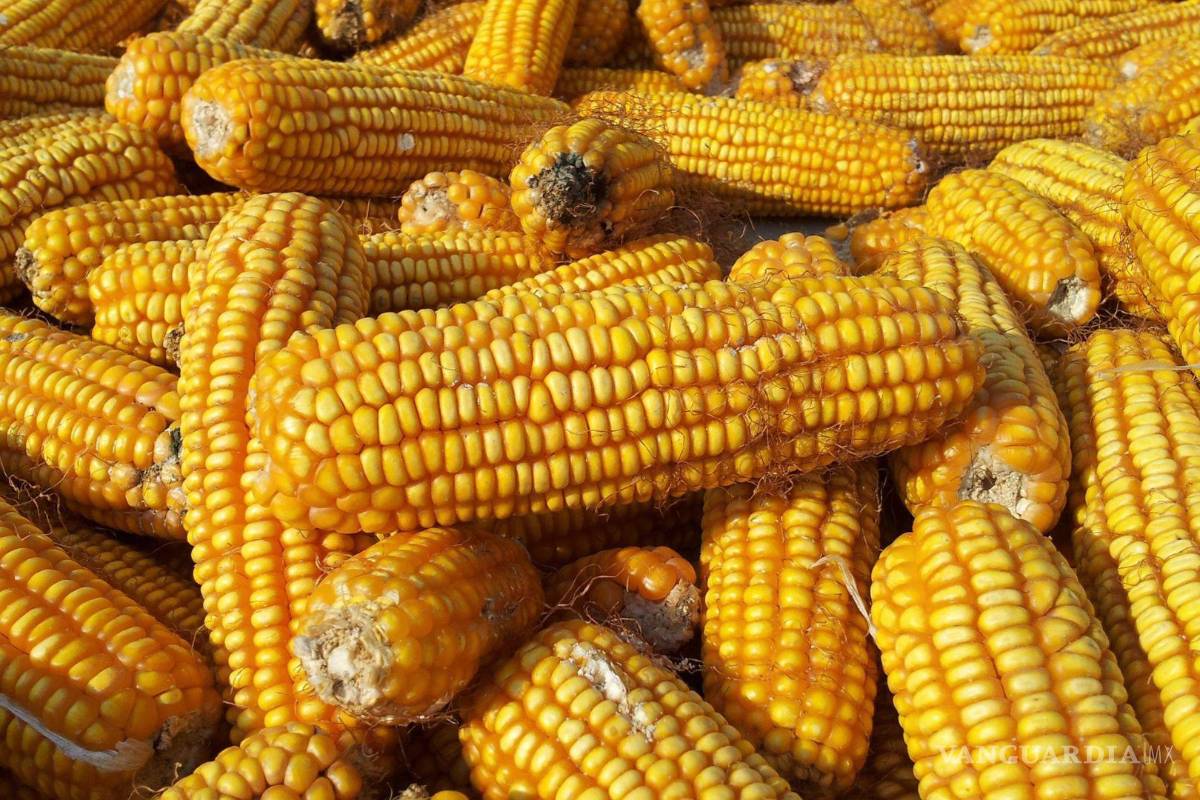 Avalan Comisiones de Diputados la reforma sobre prohibición del maíz transgénico en México