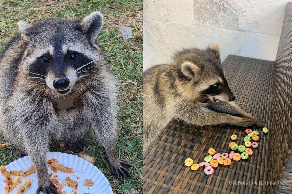 ¿Alguien vio un mapache en Saltillo? Su dueña lo busca