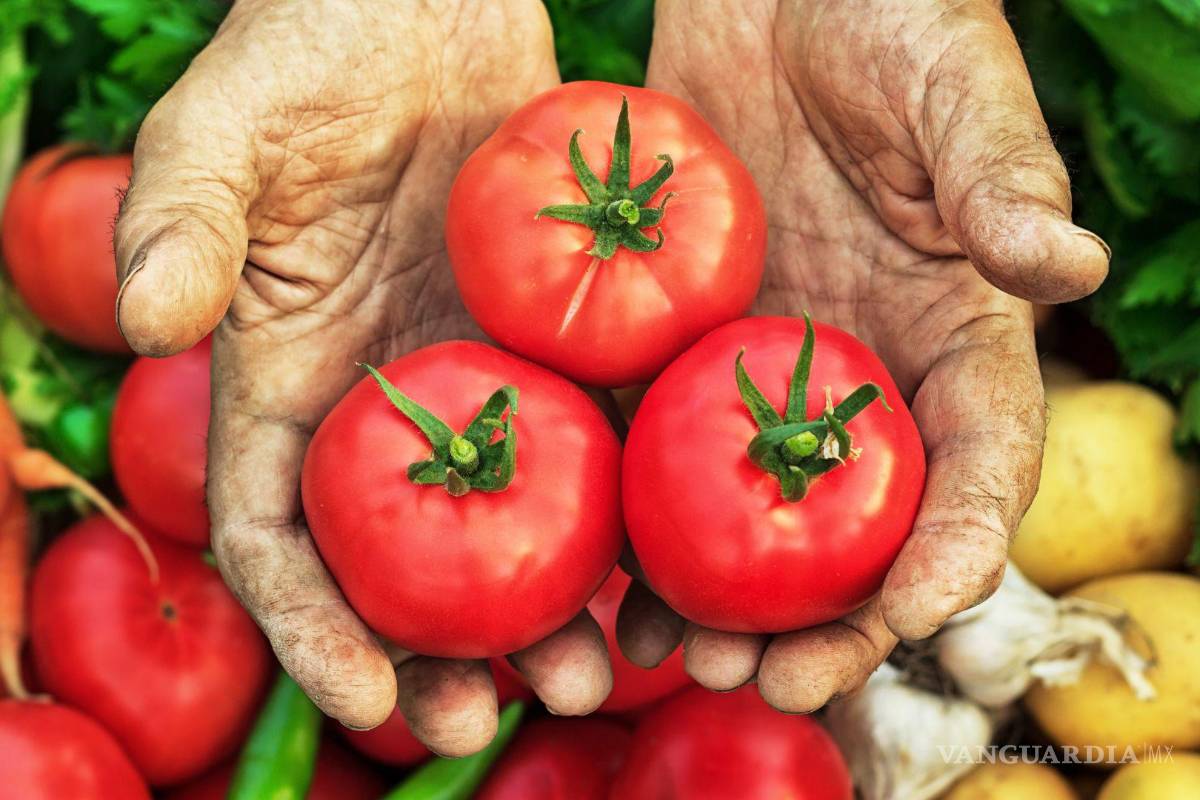 Secretarías de México califican de ‘injusto’ arancel de 17.09% de Estados Unidos al tomate fresco