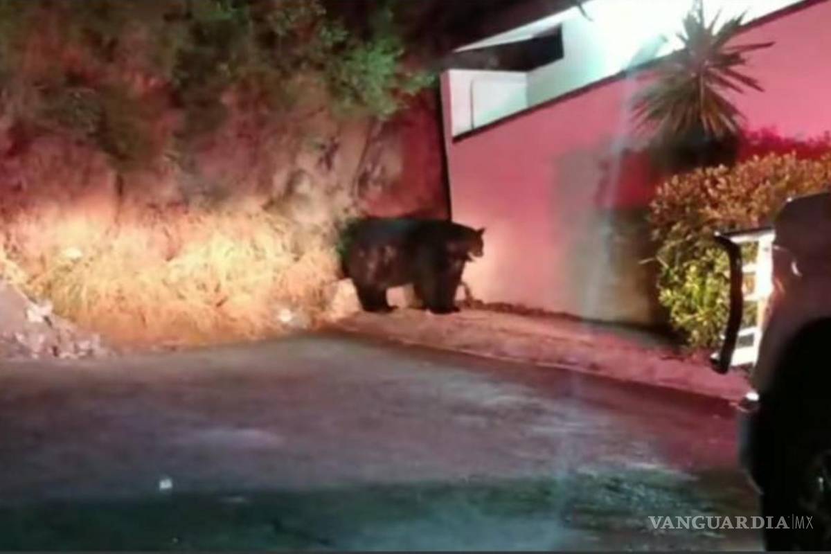 Oso intenta ingresar a residencia al sur de Monterrey; moviliza autoridades