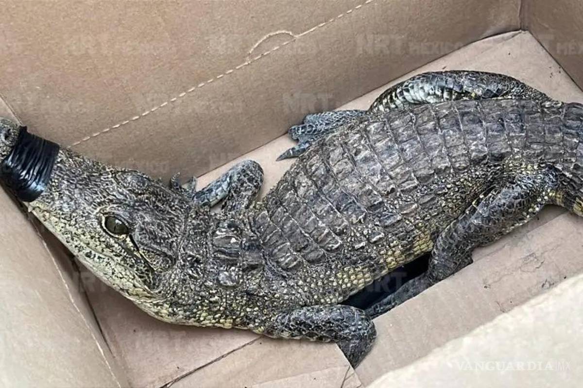 Aparece cría de cocodrilo en drenaje de Múzquiz, Coahuila