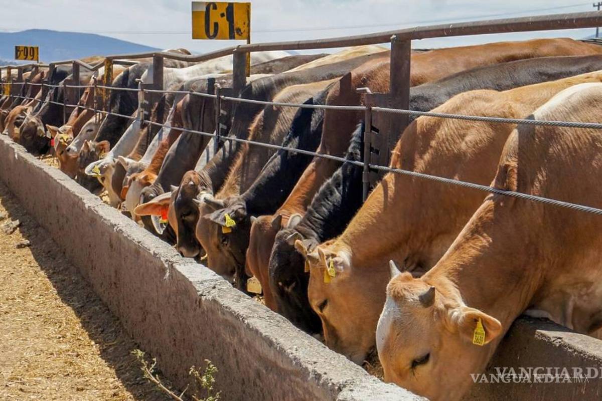 Ganaderos de Coahuila acumulan 22 mdd en pérdidas por cierre fronterizo