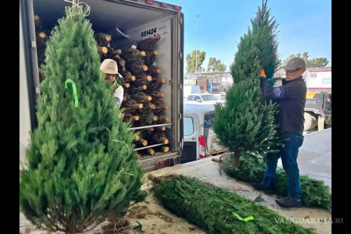 Profepa refuerza revisión de árboles navideños importados en Piedras Negras