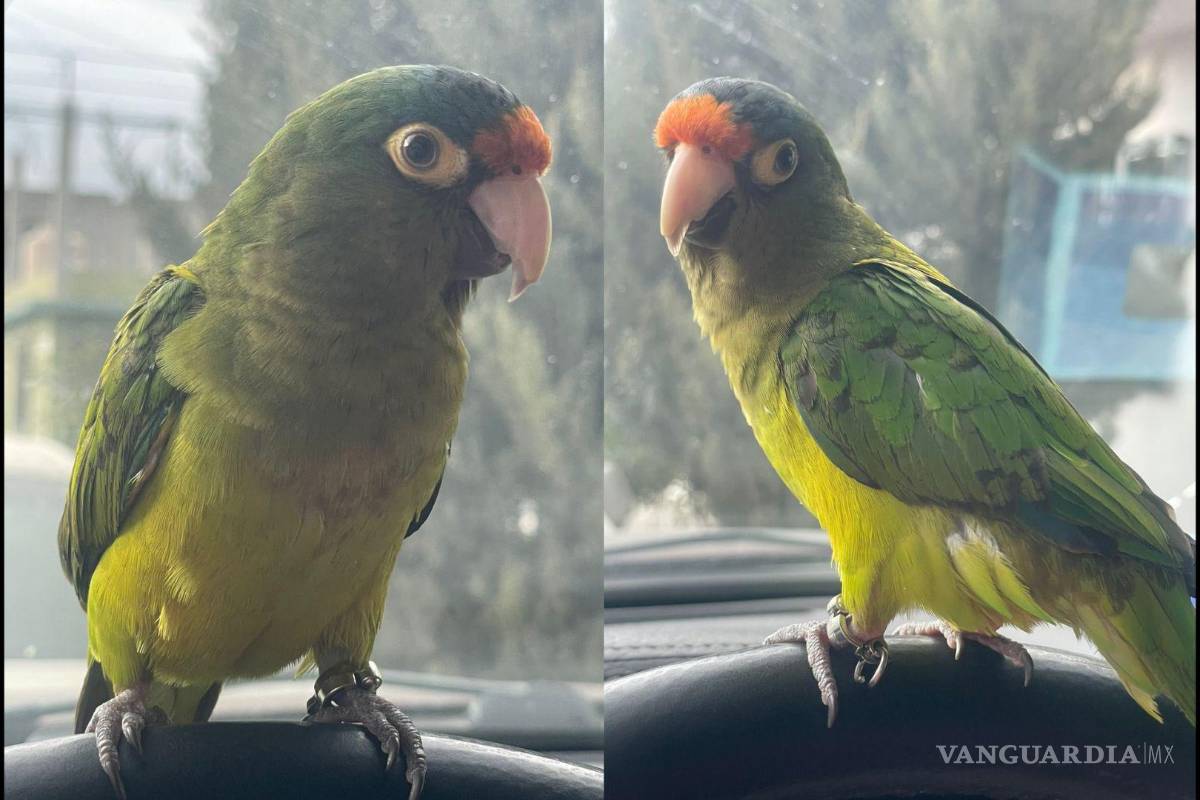 ¿Has visto a Woody? Perico enfermo y extraviado en Saltillo; familia ofrece recompensa