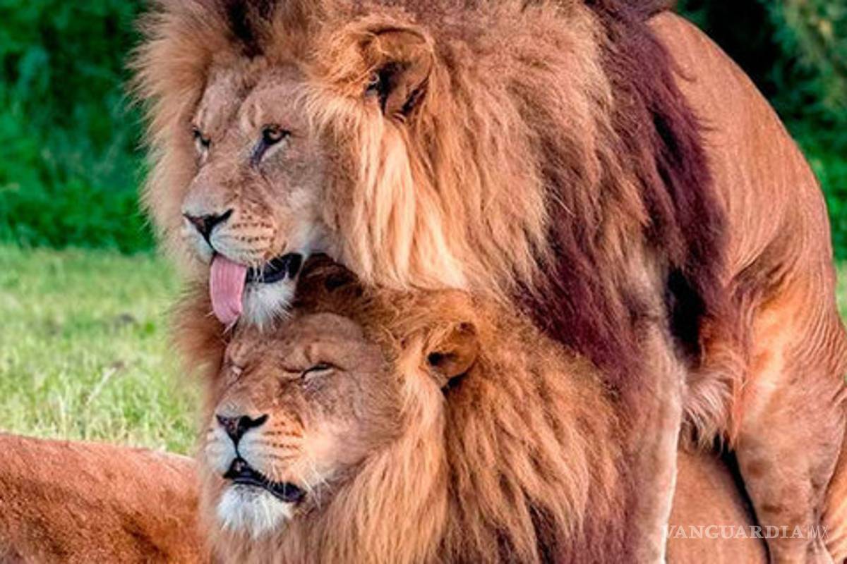 $!Los gays ¿nacen o se hacen?: implicaciones socioculturales y religiosas