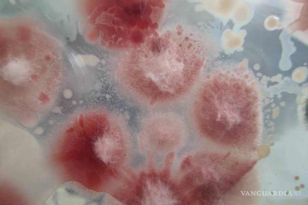 Descartan hongo en medicamentos ligados a brote de meningitis en Durango