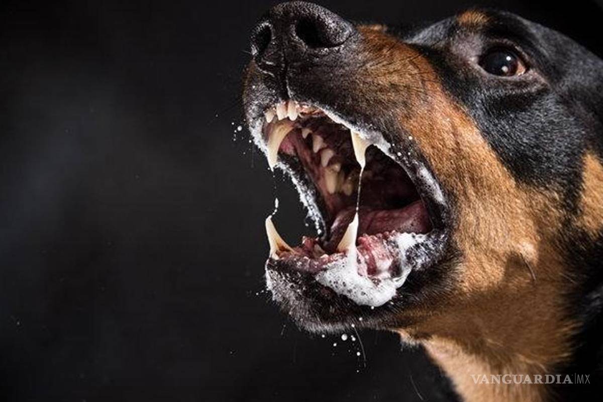 ¡No solo los perros contagian rabia!... estos son los animales que pueden portarla ¿existe un tratamiento contra este mal?