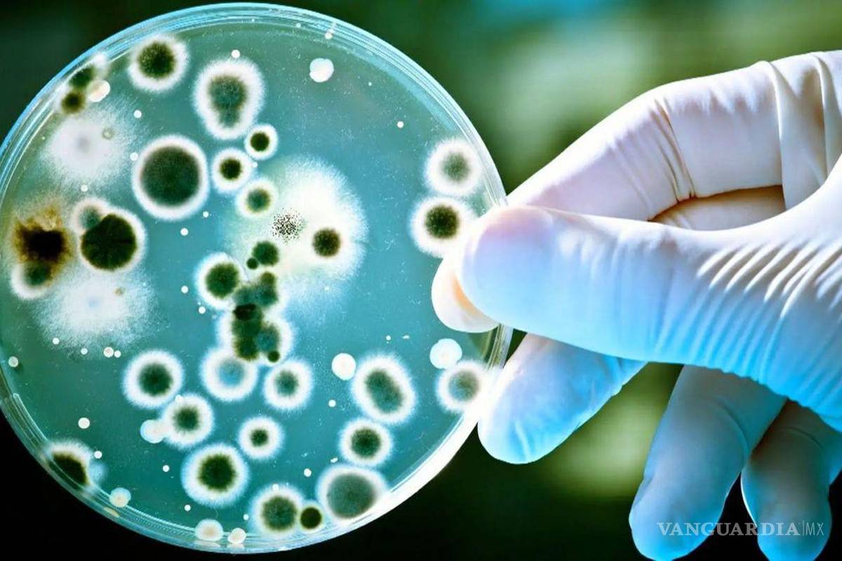 Alerta en EU y México por peligrosa bacteria que causa melioidosis, rara y mortal enfermedad... ¿Cuáles son los síntomas?