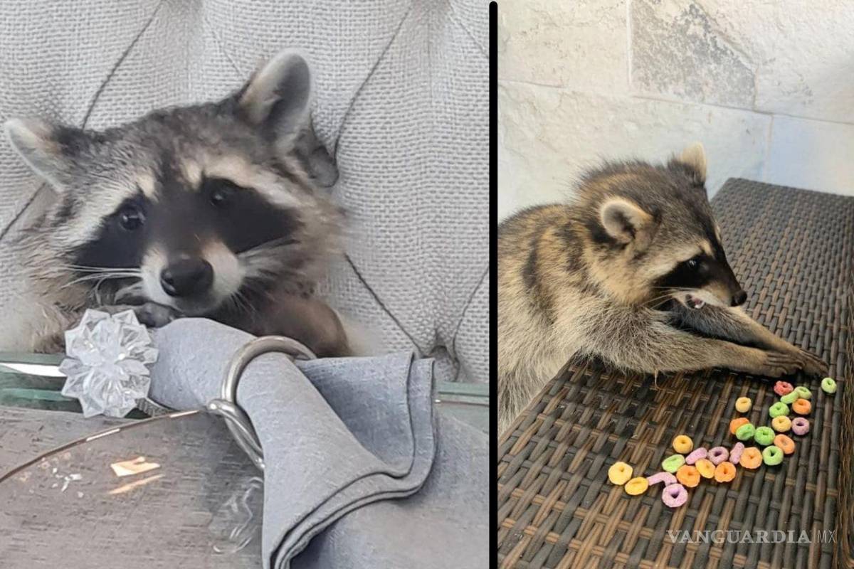 Encuentran a ‘Rocket’, mapache extraviado en Saltillo; Profauna pide analizar tener animales salvajes en un entorno urbano